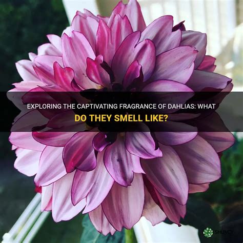 what does dahlia smell like.